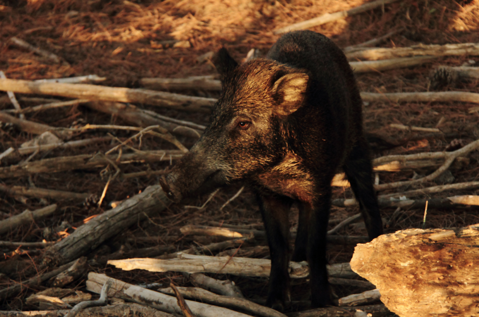 Wildschwein