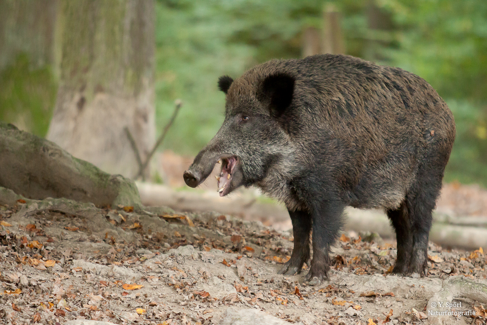 Wildschwein