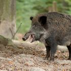 Wildschwein