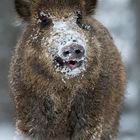 Wildschwein