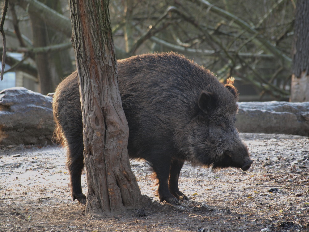 Wildschwein