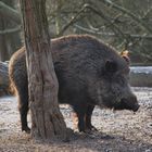 Wildschwein