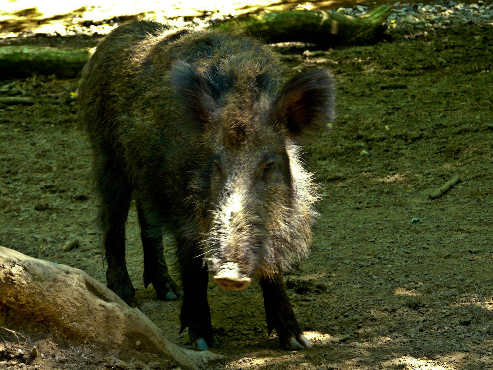 Wildschwein