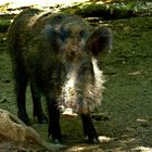 Wildschwein