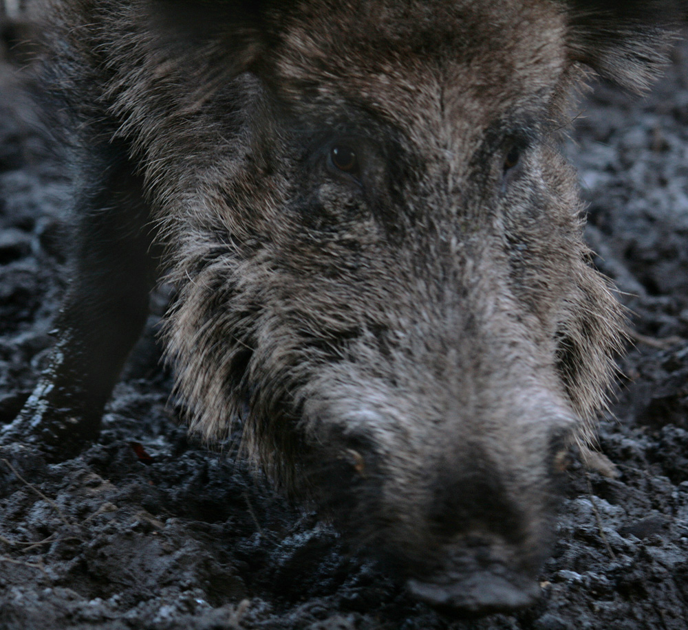 Wildschwein