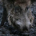 Wildschwein