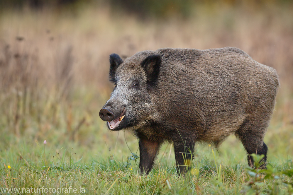 ~ Wildschwein ~