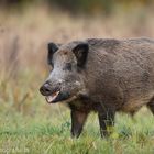 ~ Wildschwein ~