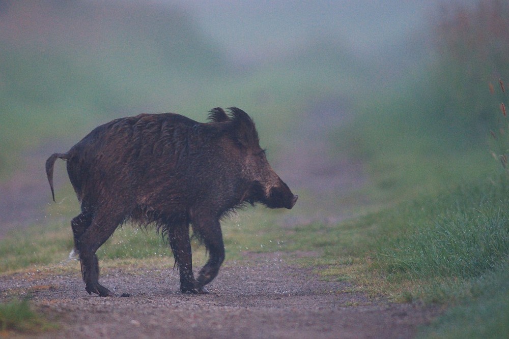 Wildschwein