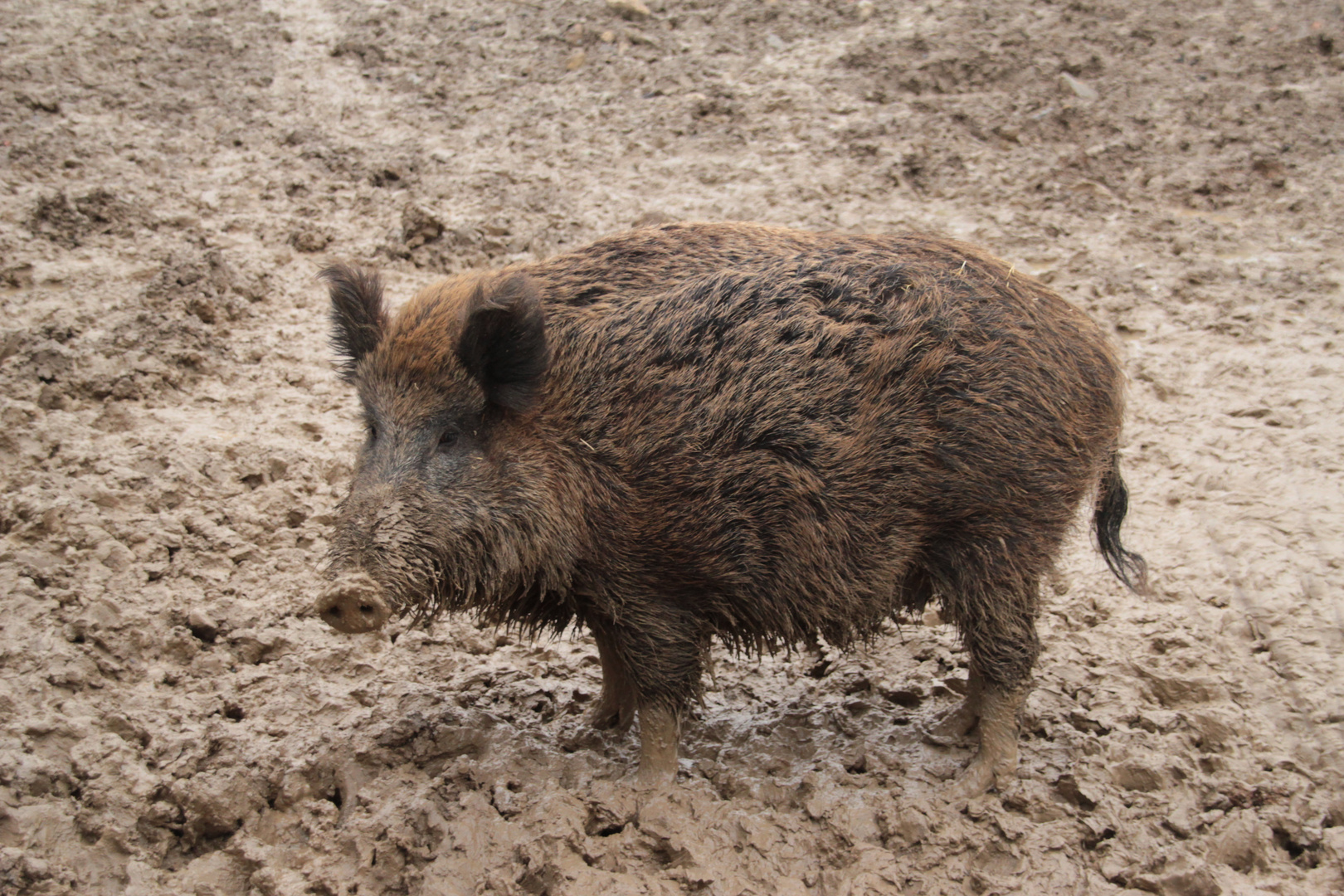 wildschwein