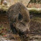 Wildschwein