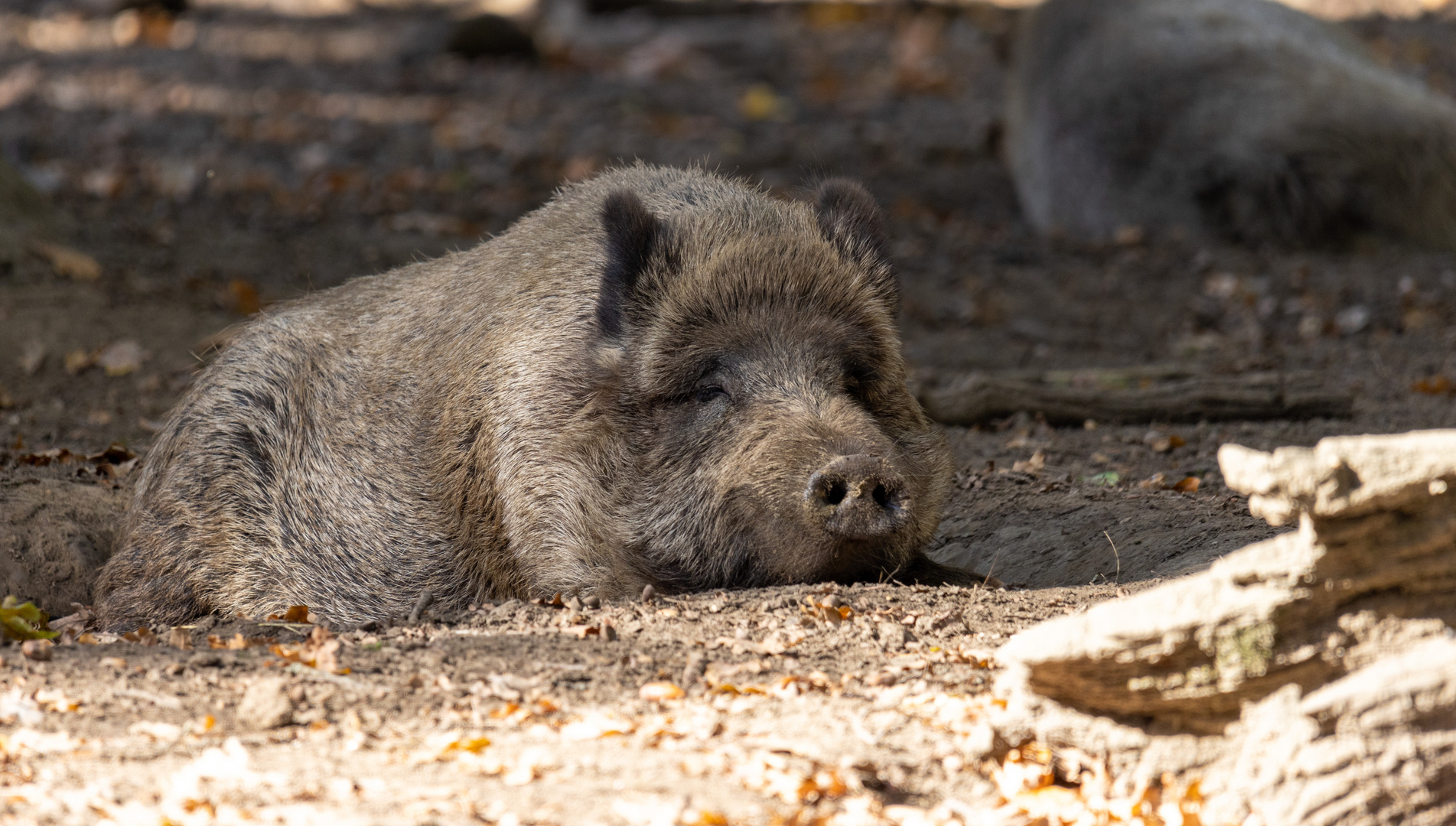 Wildschwein