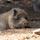 Wildschwein