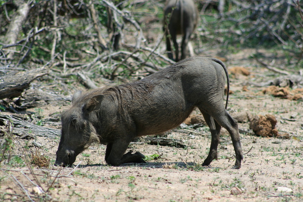 Wildschwein