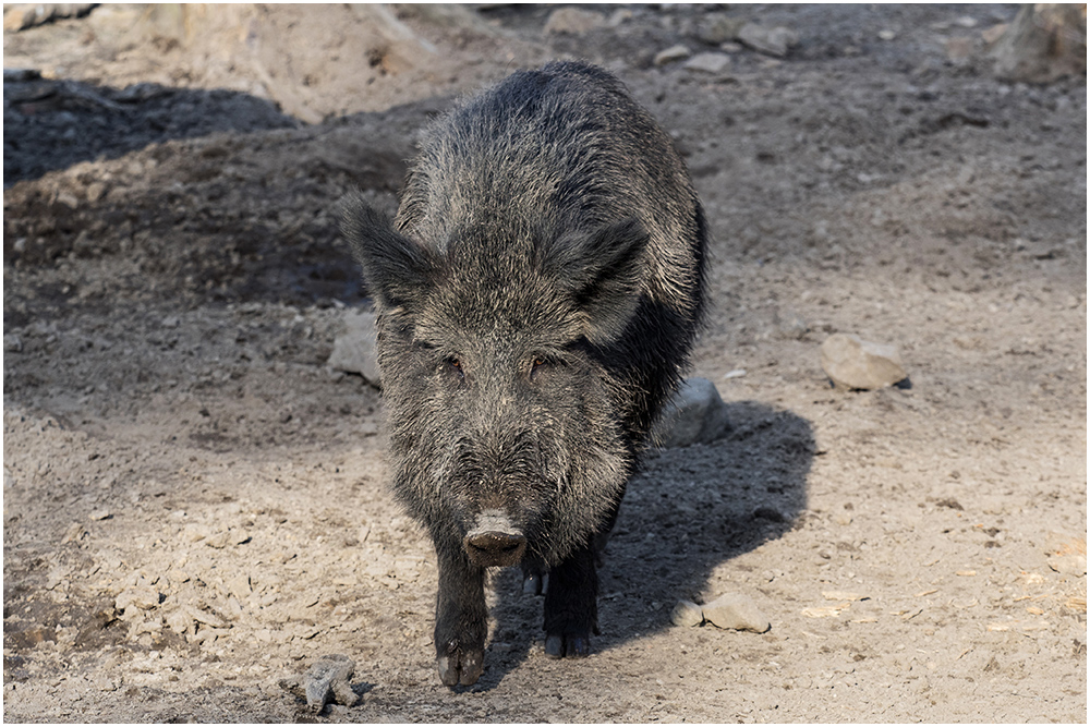 Wildschwein