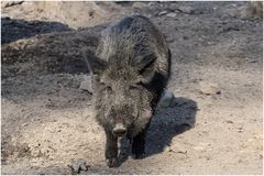 Wildschwein