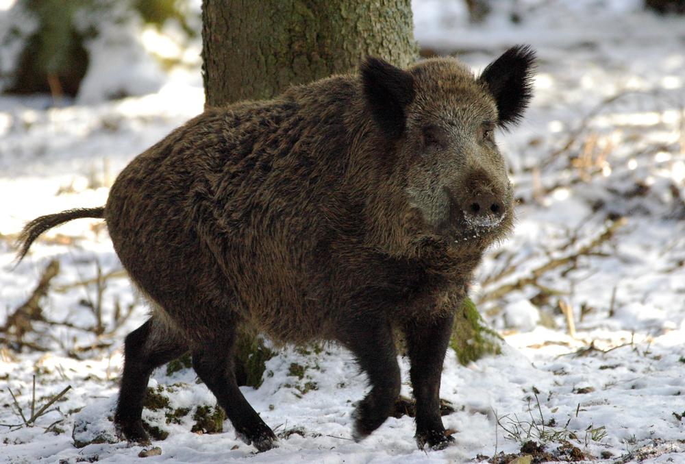 Wildschwein