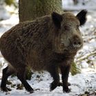 Wildschwein