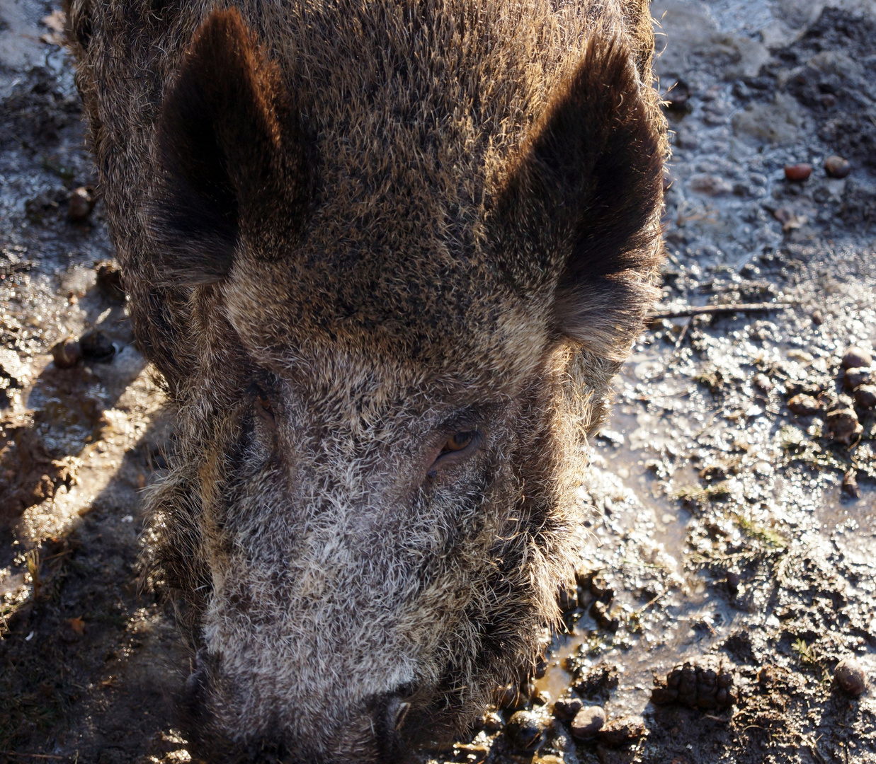 Wildschwein