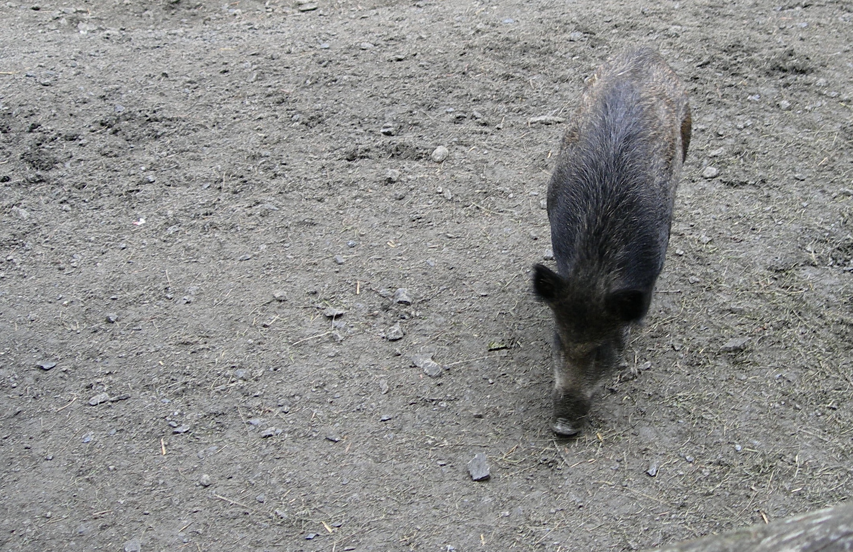 Wildschwein