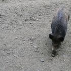 Wildschwein