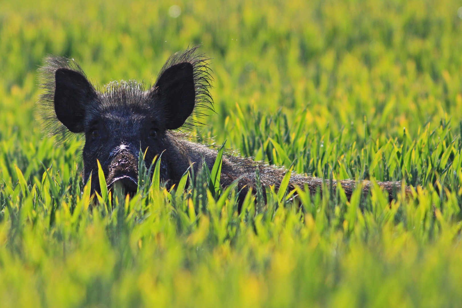 Wildschwein