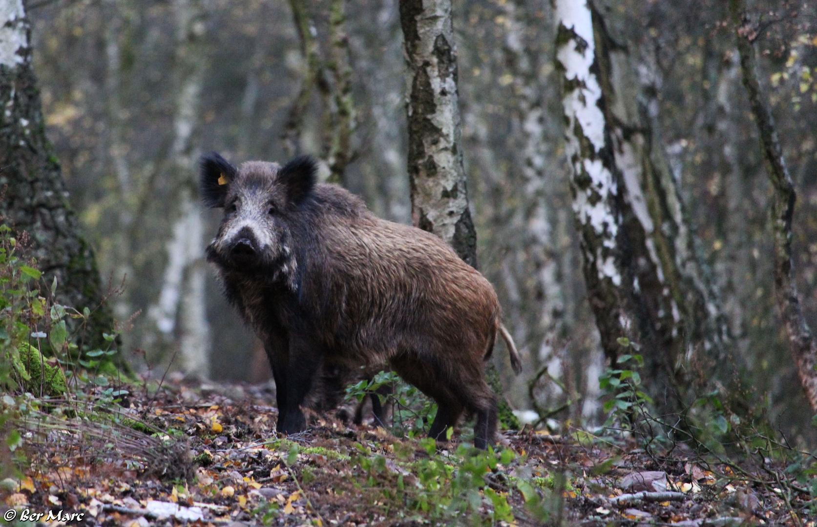 Wildschwein