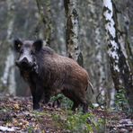 Wildschwein