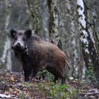 Wildschwein