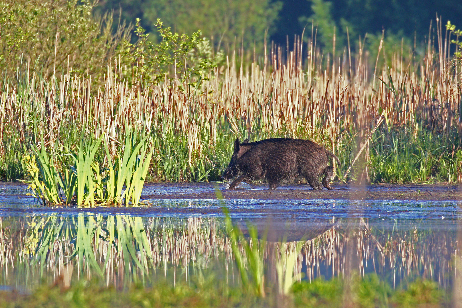 Wildschwein