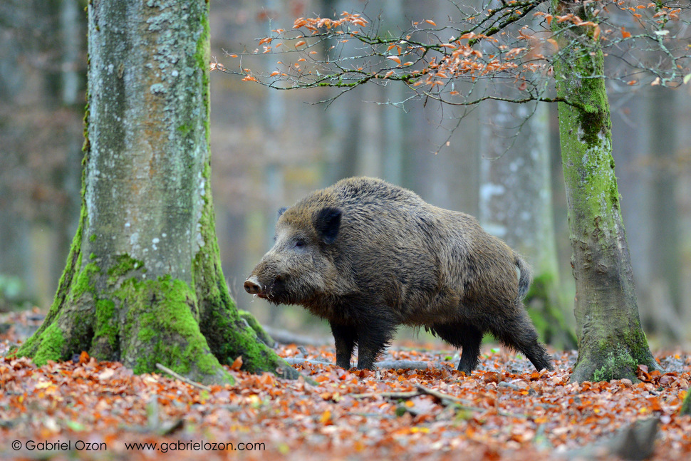 Bild vom Wildschwein: Unveiling the Enchanting Essence of Wildlife