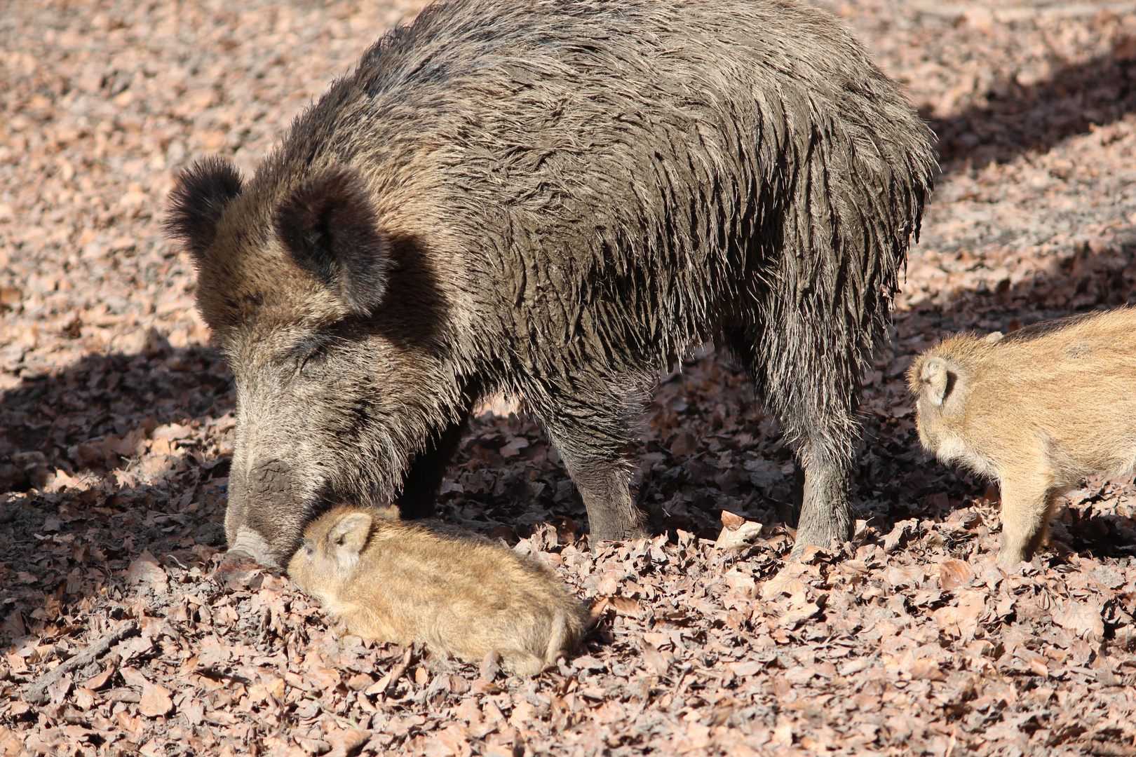 Wildschwein-Familie