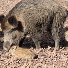 Wildschwein-Familie