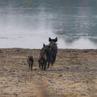 Wildschwein Familie