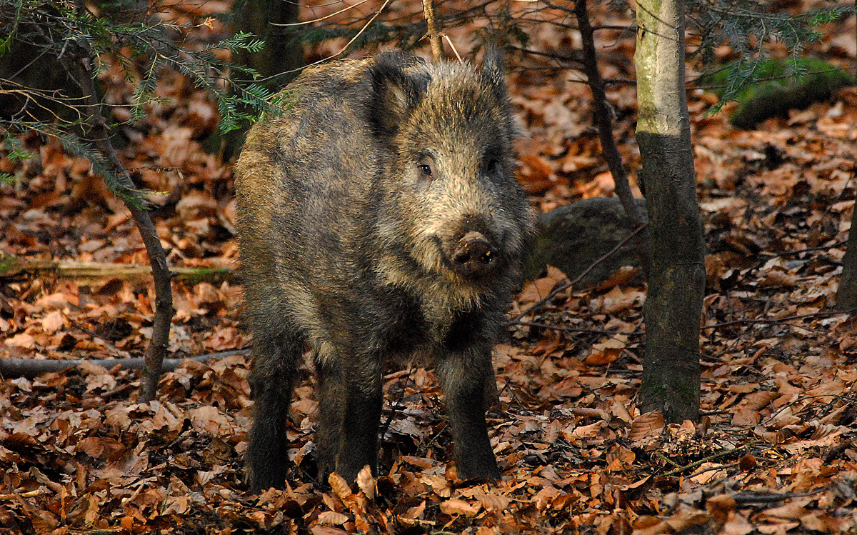 Wildschwein