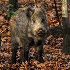 Wildschwein