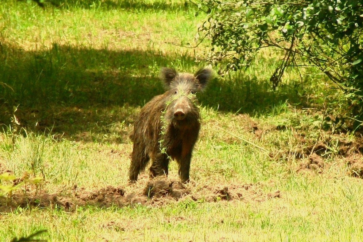 Wildschwein