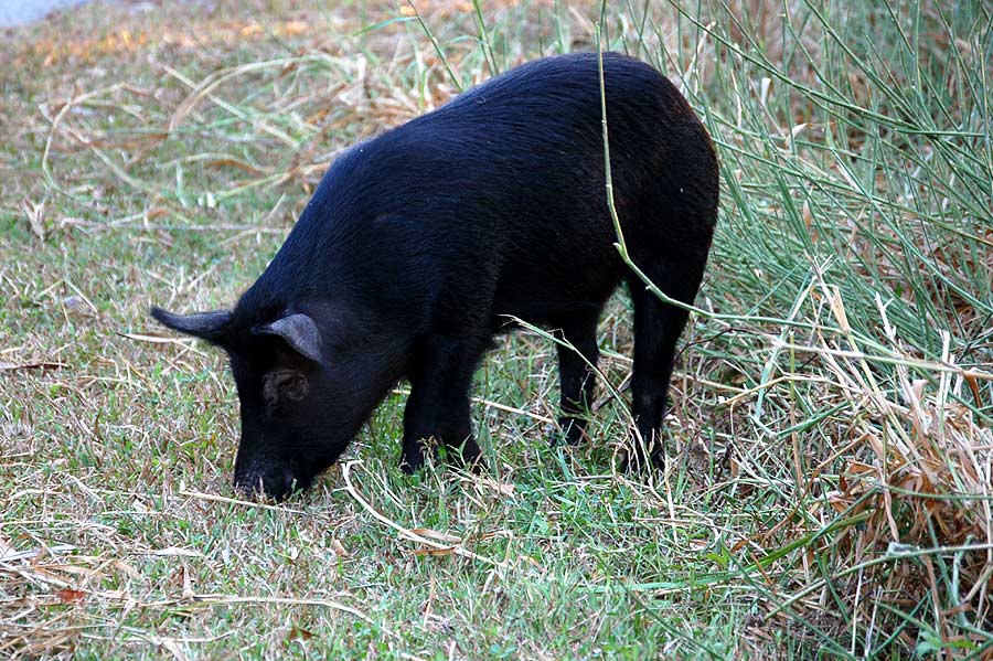 Wildschwein - Feral Pig oder Wild Boar (Sus scrofa)