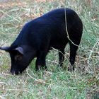 Wildschwein - Feral Pig oder Wild Boar (Sus scrofa)