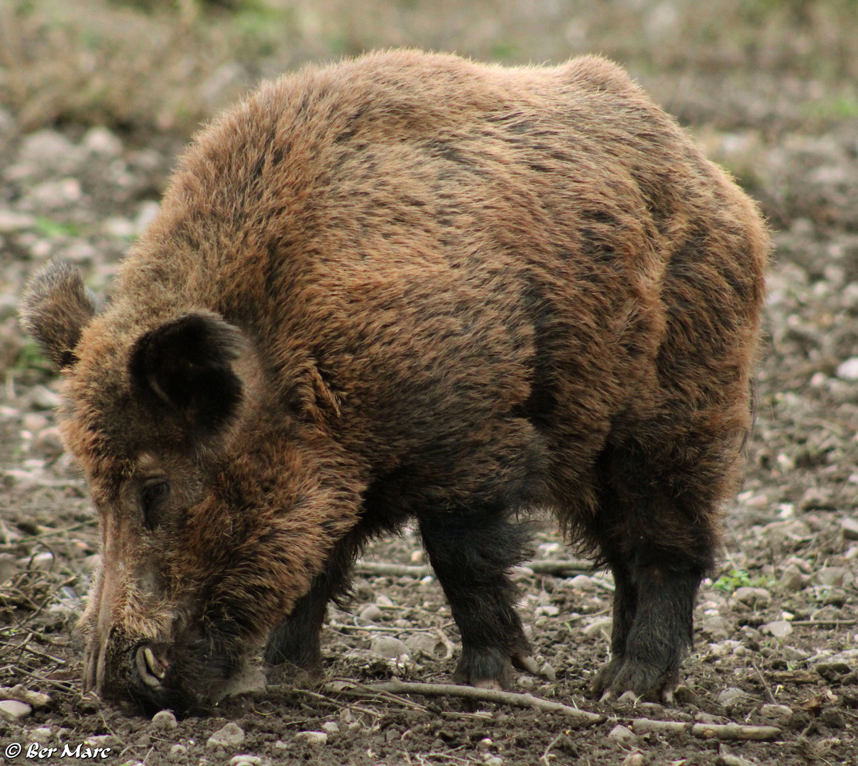 Wildschwein