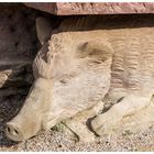 Wildschwein-Figur