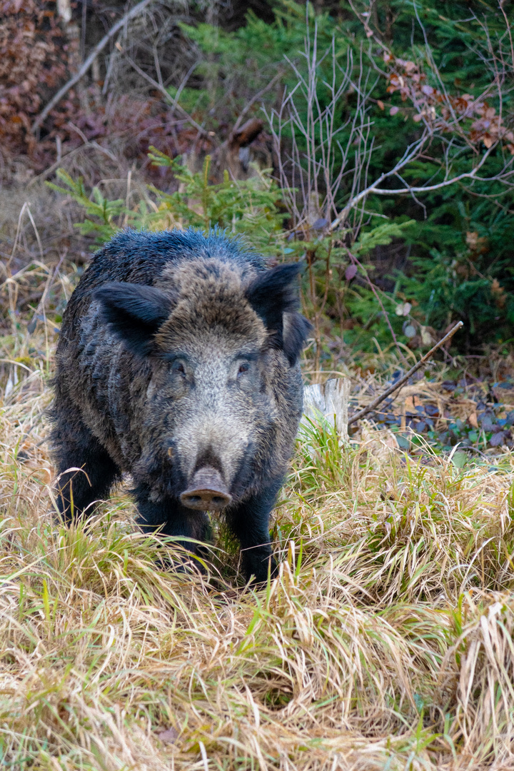 Wildschwein Forstenrieder Park