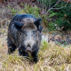 Wildschwein Forstenrieder Park