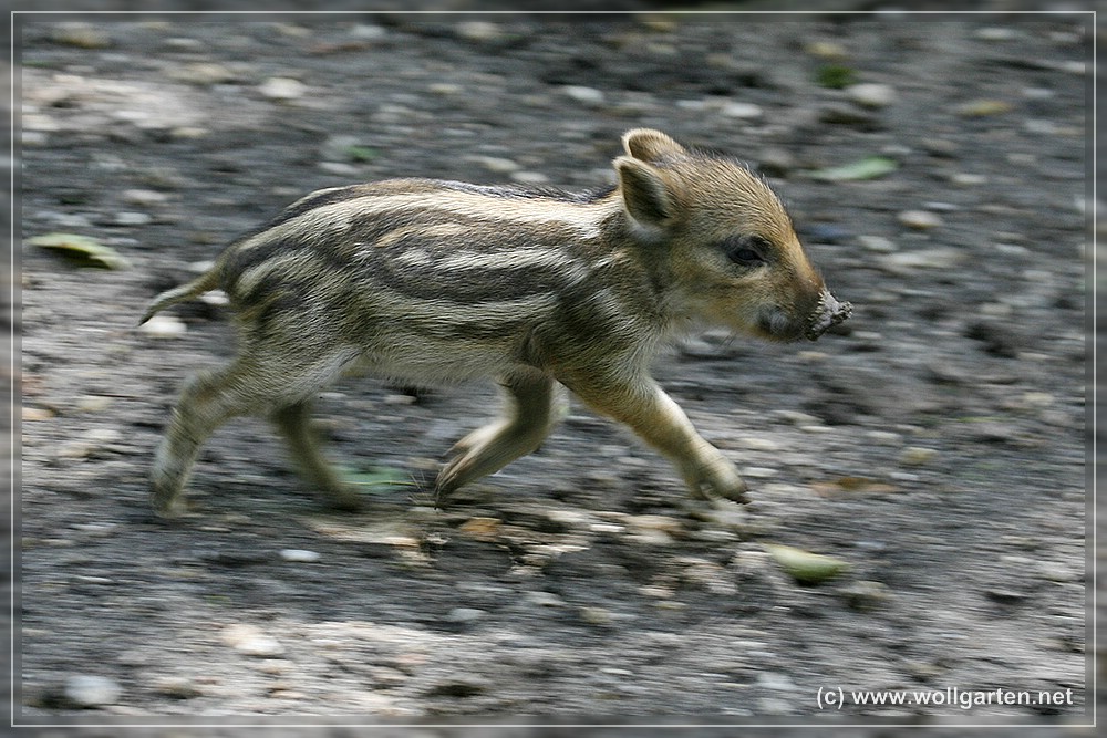 Wildschwein-Frischling