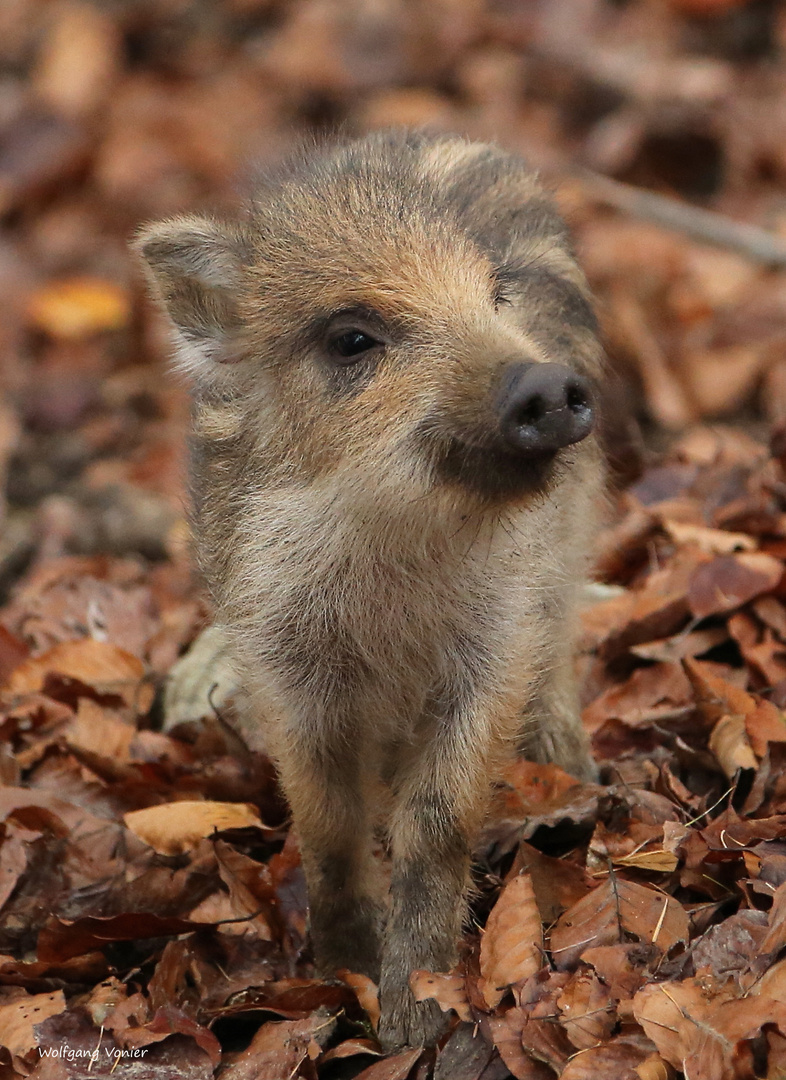 Wildschwein-Frischling Foto & Bild | nah- & makro, tiere, techniken Bilder auf fotocommunity