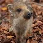 Wildschwein-Frischling