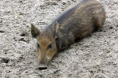 Wildschwein Frischling