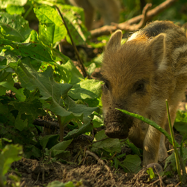 Wildschwein, Frischling