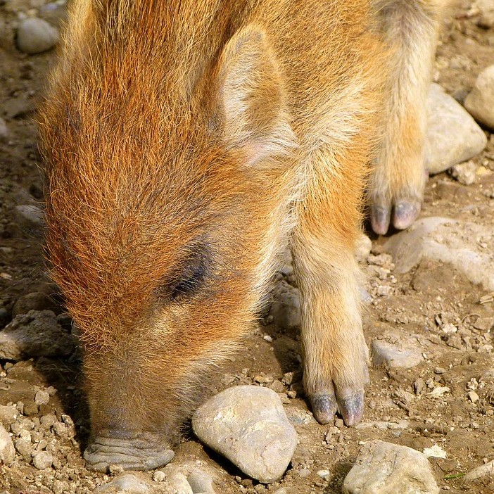 Wildschwein-Frischling