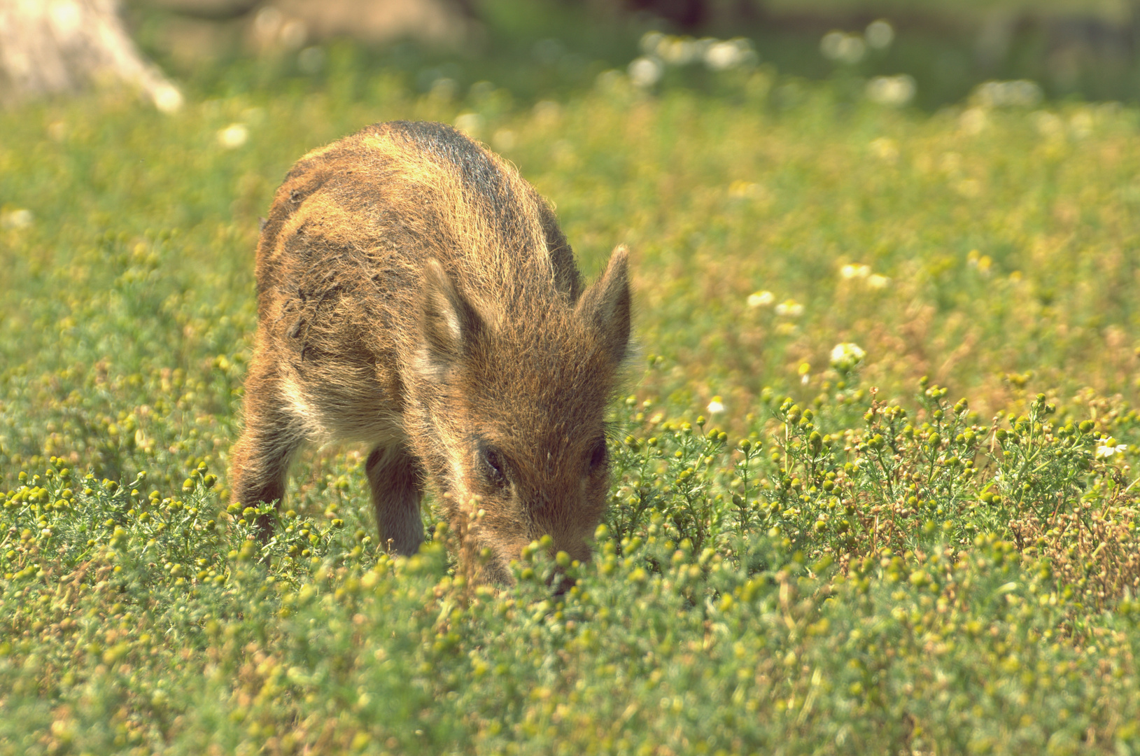 Wildschwein Frischling